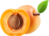 Apricot Oil